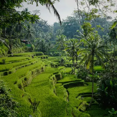 Bali rice terraces