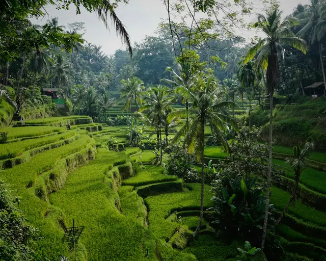 Rice terraces, Bali