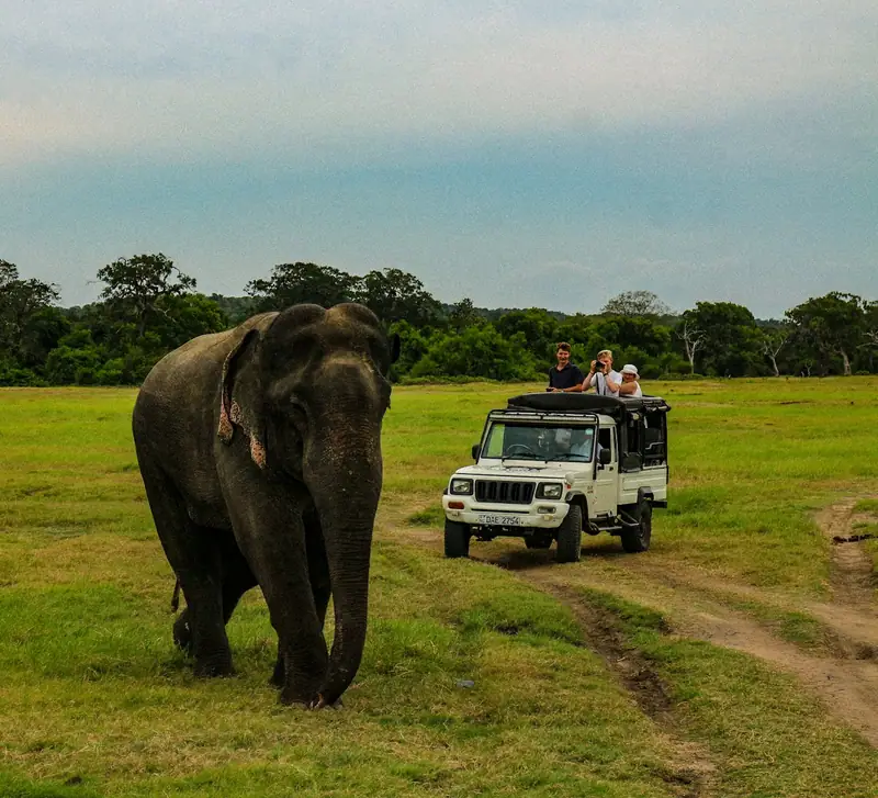 Safari jeep beside an elephant